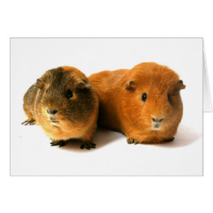 deux beaux cobayes