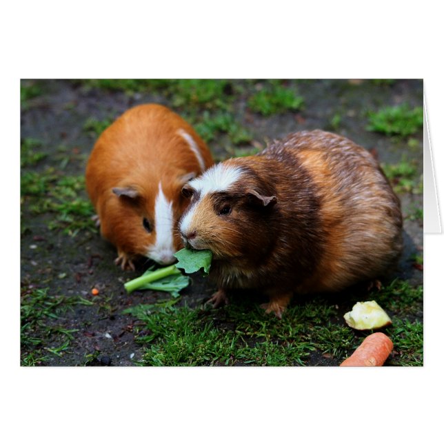 Deux Beaux Cochons De Guinée Mangent Légume (Devant horizontal)