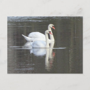 Deux beaux Swans do-it-yourself carte postale