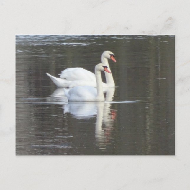 Deux beaux Swans do-it-yourself carte postale (Devant)