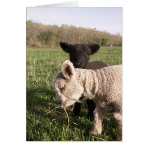 Deux bébés