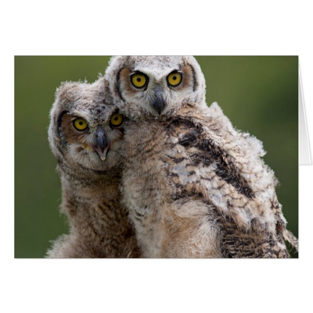 Deux Bébés Grand Chouette (Devant horizontal)