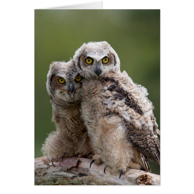 Deux Bébés Grand Chouette (Devant)