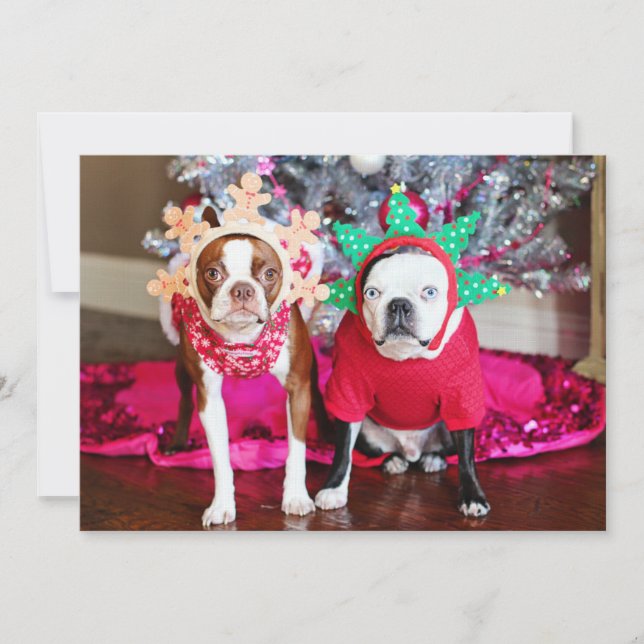 Deux BostonTerriers (Devant)