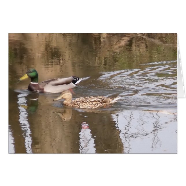 Deux canards sur une rivière (Devant Horizontal)