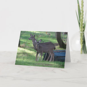 Deux cartes d'anniversaire de cerfs-noirs