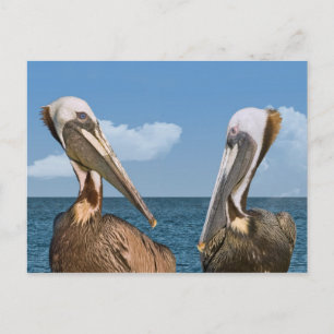 Deux cartes postales Pélicans Brown
