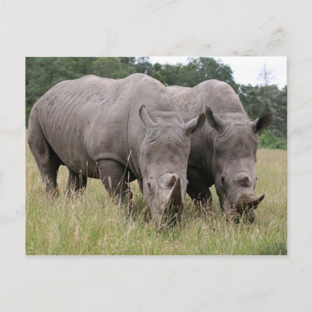 Deux cartes postales Rhinos (Devant)