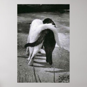 DEUX CATS - AMIS - MEILLEURE POSTER & IMPRIMANTES