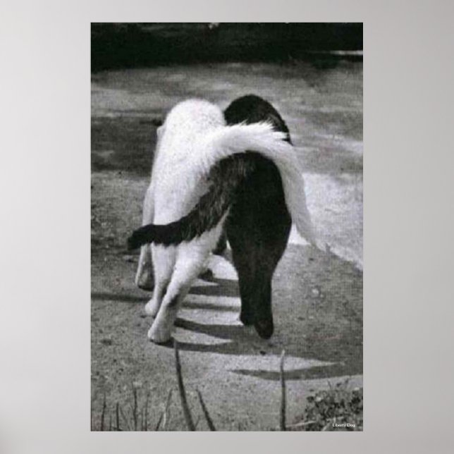 DEUX CATS - AMIS - MEILLEURE POSTER & IMPRIMANTES  (Devant)