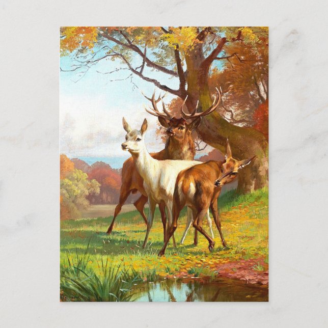 Deux Cerfs Rouges Et Blancs La Carte Postale Fores (Devant)