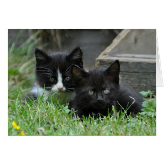 Deux chatons côte à côte