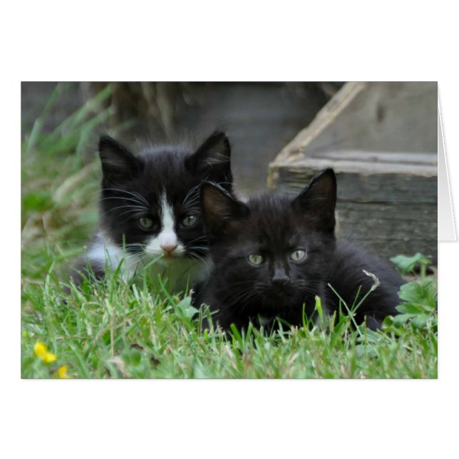 Deux chatons côte à côte (Devant horizontal)