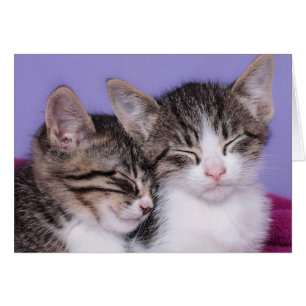 Deux chatons mignons faisant une sieste