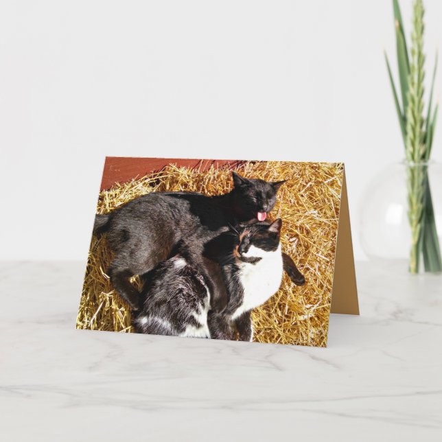 Deux chats amoureux Carte de voeux (Devant)