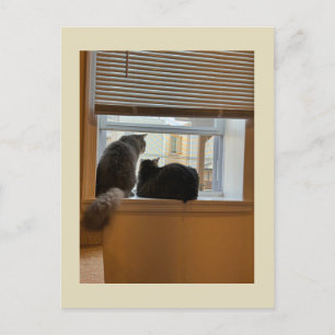 Deux chats sur la carte postale Windows
