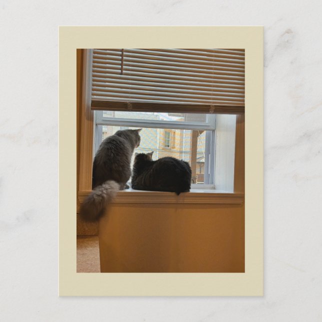 Deux chats sur la carte postale Windows (Devant)