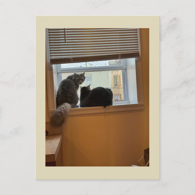 Deux chats sur une carte postale de fenêtre (Devant)