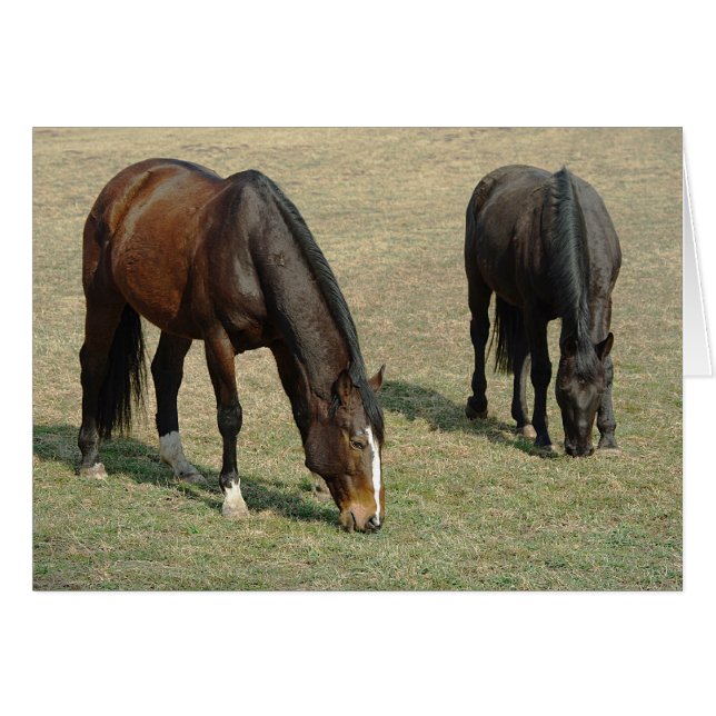 Deux chevaux - Carte (Devant horizontal)