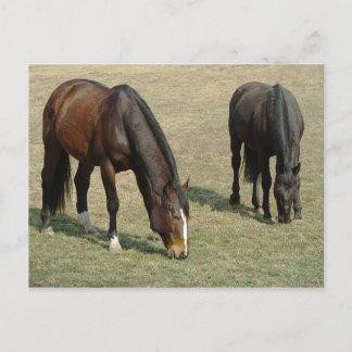 Deux chevaux - Carte postale