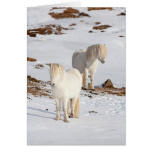 Deux chevaux islandais blancs