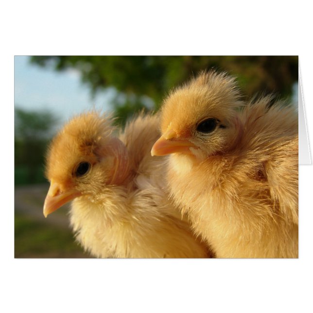Deux Chicks turkines (Devant horizontal)