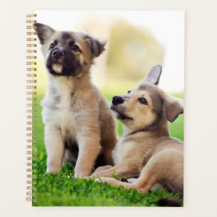 Deux Chiots allemands