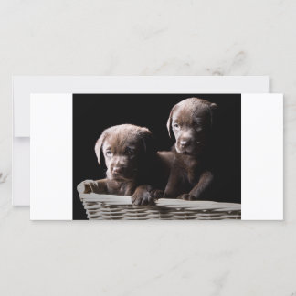 Deux Chiots au Labrador au chocolat