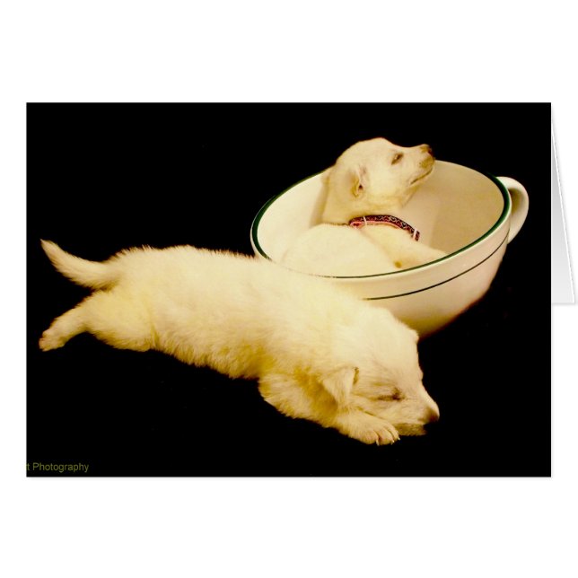 Deux Chiots blancs allemands (Devant horizontal)