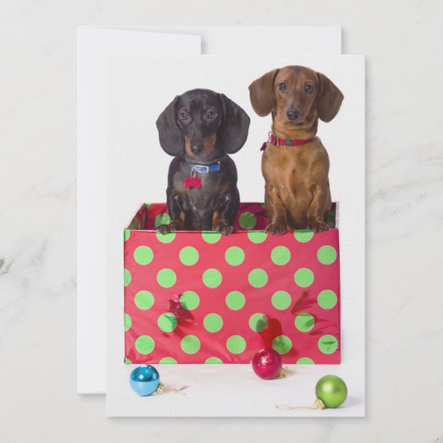 Deux Chiots de Dachshund (Devant)
