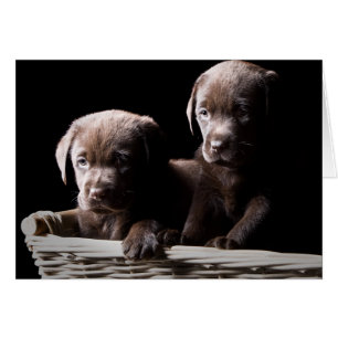 Deux chiots de Labrador de chocolat