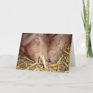 Deux cochons dorants doux Photographie - Cartes bl