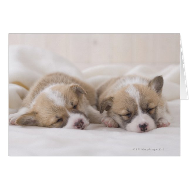 Deux Corgi gallois dormant (Devant horizontal)