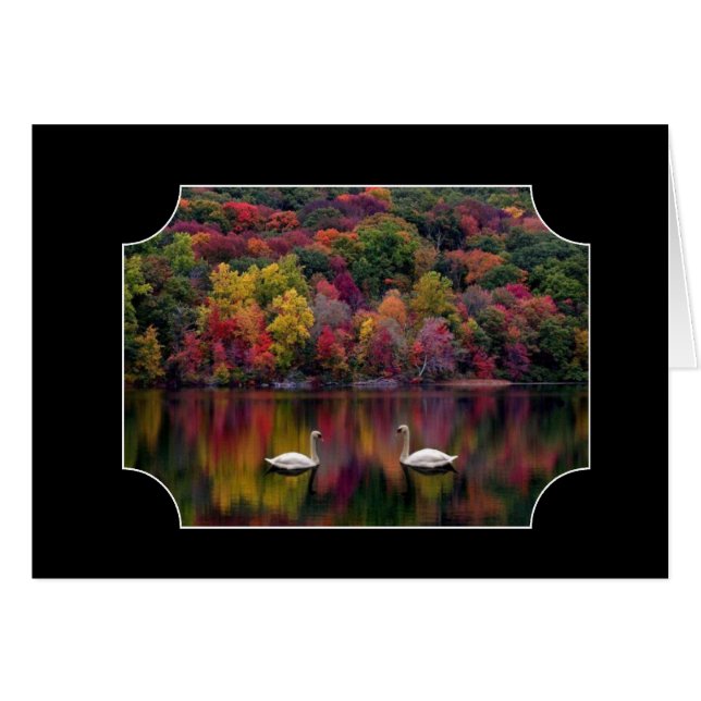 Deux cygnes (Devant horizontal)