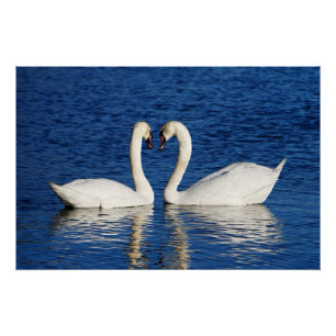 Deux cygnes blancs forment le signe du coeur