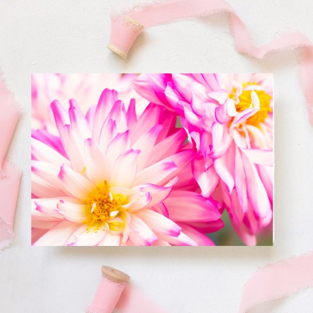 Deux dahlias blancs et roses note vierge (This delicate white and pink Dahlia blooms. Inside, write heartfelt messages for any occa)