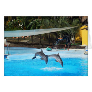 Deux dauphins