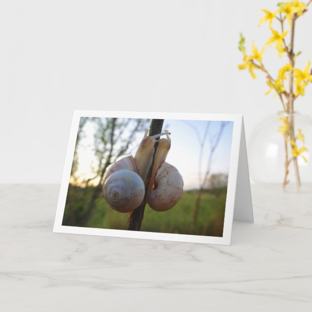 Deux escargots sur une carte à puce (Fleur jaune)