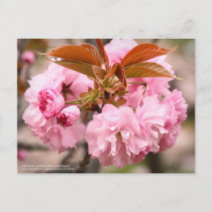 Deux fleurs de cerisier "Kanzan" : Carte postale