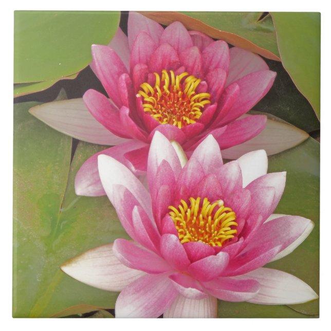 "DEUX FLEURS DE LOTUS ROSES" carreau décoratif (Devant)