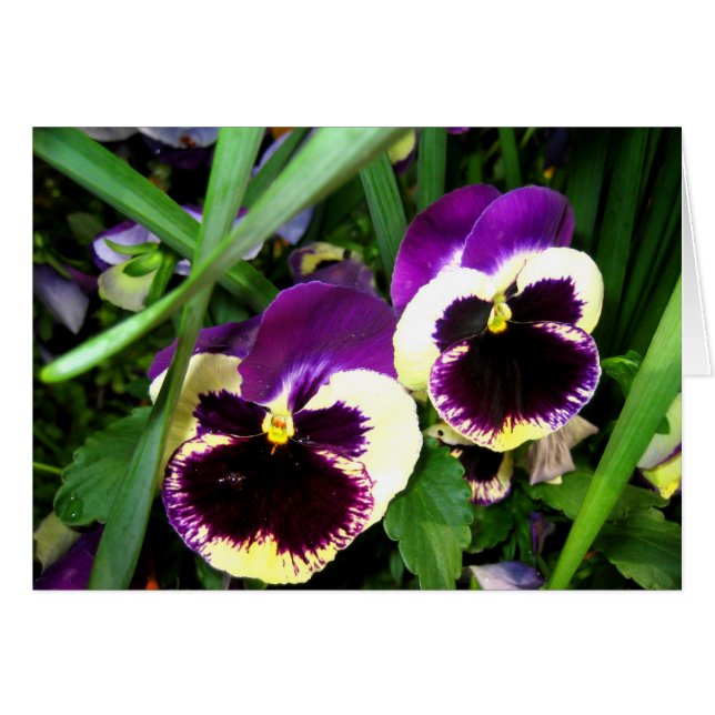 Deux fleurs de pensée - carte (Devant horizontal)