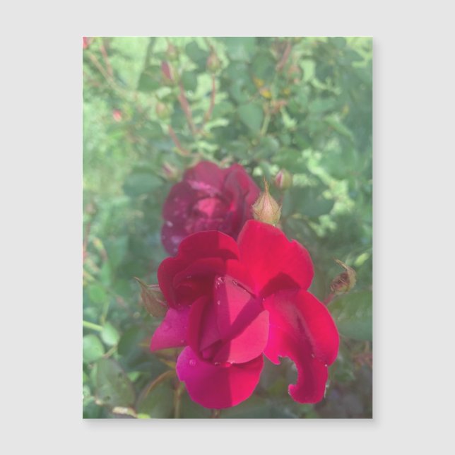 Deux fois comme un joli aimant Rose (Devant)