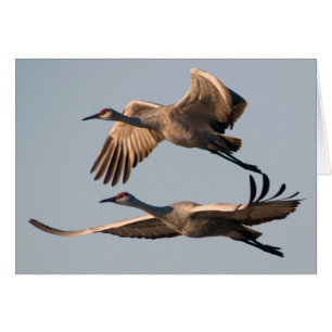 Deux grues de Sandhill en vol au-dessus de Bosque
