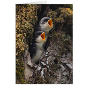 Deux hirondelles d'arbre à bébé