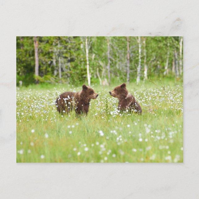 Deux jeunes ours bruns en Finlande carte postale (Devant)