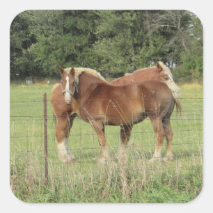 Deux Jolies Stickers De Chevaux D'Ambre