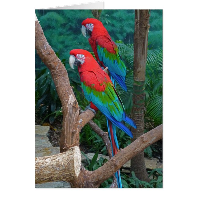 Deux Macaws à ailes rouge et verte Ara Chloropteru (Devant)