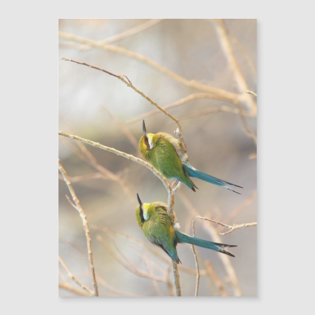 Deux mangeurs d'abeilles (Devant)