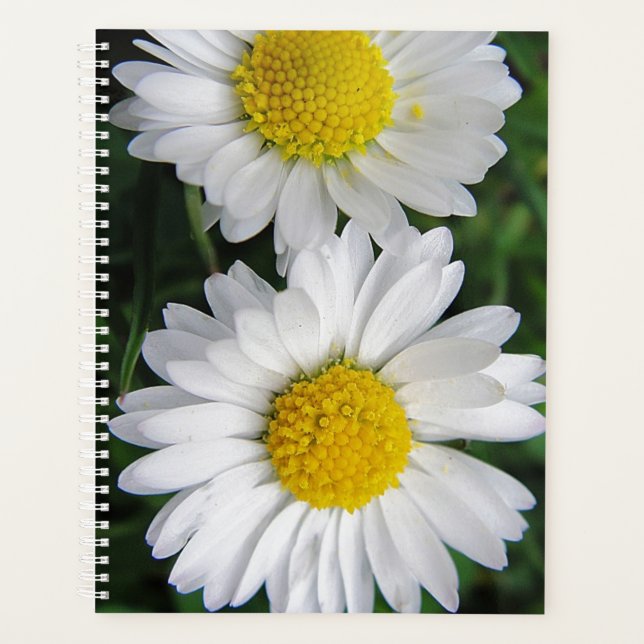 Deux marguerites blanches (Devant)