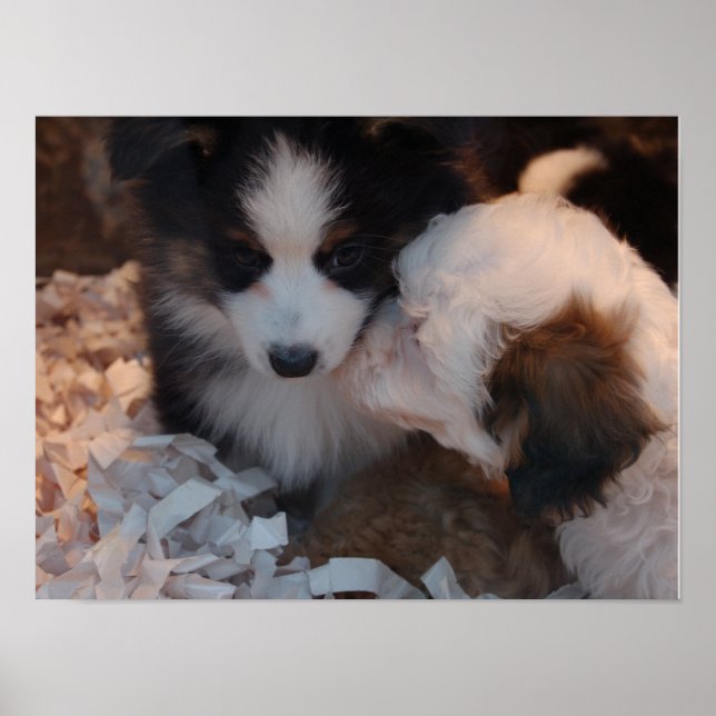 Deux mignonnes affiches de chiots à l'effigie (Devant)